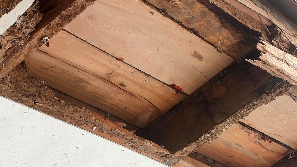 賽博斯白蟻防治案場實例,台北市新北市白蟻蟻巢與蟻路處理