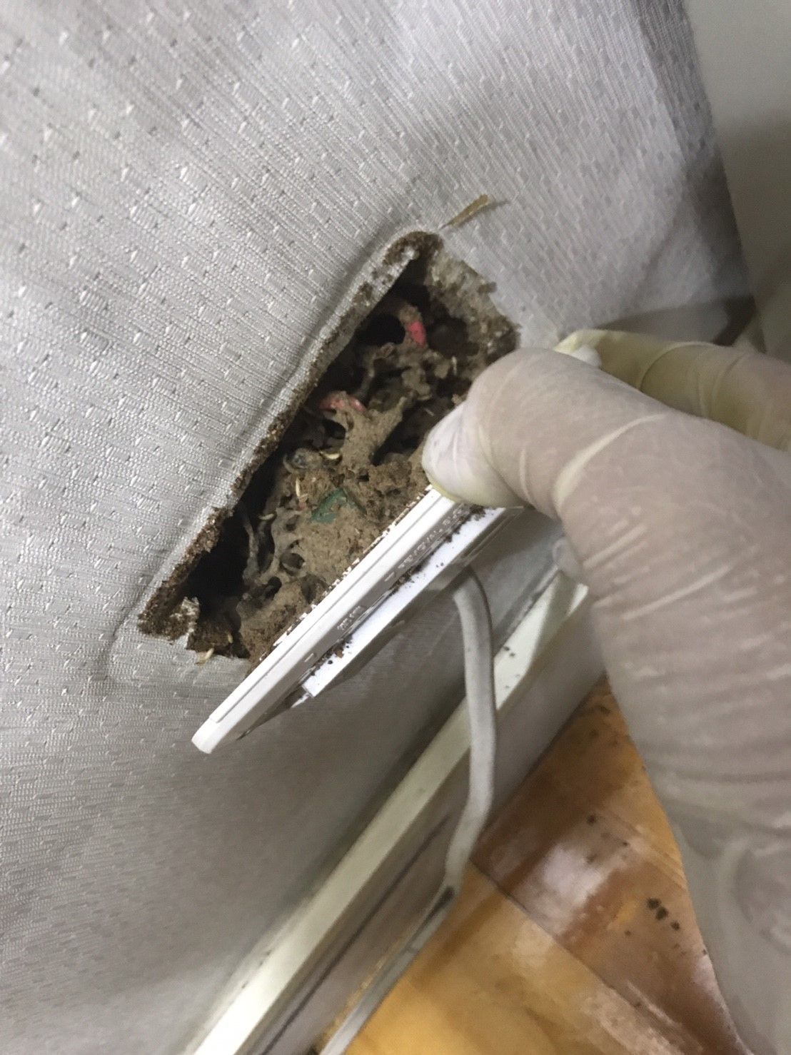 白蟻活體跡象判斷：白蟻活體與翅膀